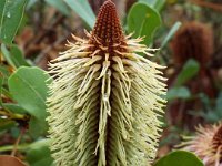 DSCF2419  B. oreophila photo taken at the  Banksia Farm, Mt Barker  on the 19/05/2014.