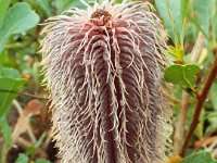 DSCF2420  B. oreophila photo taken at the  Banksia Farm, Mt Barker  on the 19/05/2014.