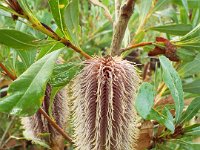 DSCF2421  B. oreophila photo taken at the  Banksia Farm, Mt Barker  on the 19/05/2014.