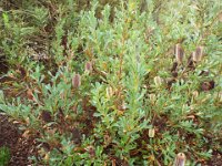 DSCF2422  B. oreophila photo taken at the  Banksia Farm, Mt Barker  on the 19/05/2014.