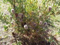 DSCF2640  B. oreophila photo taken at the  Banksia Farm, Mt Barker  on the 19/05/2014.