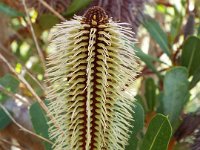 DSCF2641  B. oreophila photo taken at the  Banksia Farm, Mt Barker  on the 19/05/2014.