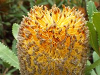 DSCF2398  B. ornata photo taken at the  Banksia Farm, Mt Barker  on the 19/05/2014.