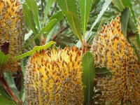 DSCF2399  B. ornata photo taken at the  Banksia Farm, Mt Barker  on the 19/05/2014.