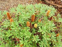 DSCF2411  B. paludosa subsp. astrolux photo taken at the  Banksia Farm, Mt Barker  on the 19/05/2014.