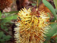 DSCF2412  B. paludosa subsp. astrolux photo taken at the  Banksia Farm, Mt Barker  on the 19/05/2014.