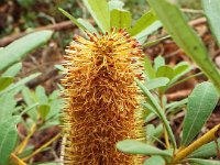 DSCF2413  B. paludosa subsp. astrolux photo taken at the  Banksia Farm, Mt Barker  on the 19/05/2014.