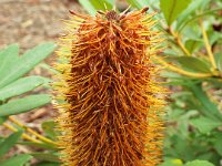 DSCF2414  B. paludosa subsp. astrolux photo taken at the  Banksia Farm, Mt Barker  on the 19/05/2014.