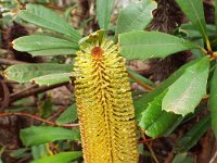 DSCF2446  B. paludosa var. paludosa photo taken at the  Banksia Farm, Mt Barker  on the 19/05/2014.