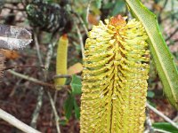 DSCF2447  B. paludosa var. paludosa photo taken at the  Banksia Farm, Mt Barker  on the 19/05/2014.