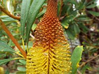 DSCF2448  B. paludosa var. paludosa photo taken at the  Banksia Farm, Mt Barker  on the 19/05/2014.