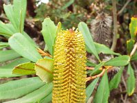 DSCF2449  B. paludosa var. paludosa photo taken at the  Banksia Farm, Mt Barker  on the 19/05/2014.