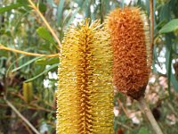 DSCF2450  B. paludosa var. paludosa photo taken at the  Banksia Farm, Mt Barker  on the 19/05/2014.