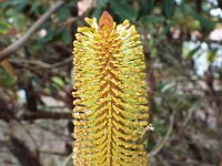 DSCF2451  B. paludosa var. paludosa photo taken at the  Banksia Farm, Mt Barker  on the 19/05/2014.