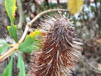 DSCF2452  B. paludosa var. paludosa photo taken at the  Banksia Farm, Mt Barker  on the 19/05/2014.
