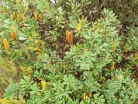 DSCF2453  B. paludosa var. paludosa photo taken at the  Banksia Farm, Mt Barker  on the 19/05/2014.