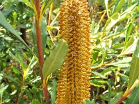 DSCF2616  B. paludosa var. paludosa photo taken at the  Banksia Farm, Mt Barker  on the 19/05/2014.