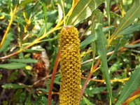 DSCF2617  B. paludosa var. paludosa photo taken at the  Banksia Farm, Mt Barker  on the 19/05/2014.