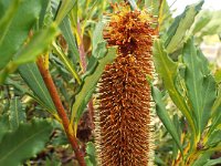 DSCF2618  B. paludosa var. paludosa photo taken at the  Banksia Farm, Mt Barker  on the 19/05/2014.