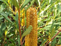 DSCF2619  B. paludosa var. paludosa photo taken at the  Banksia Farm, Mt Barker  on the 19/05/2014.