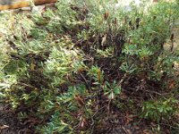 DSCF2620  B. paludosa var. paludosa photo taken at the  Banksia Farm, Mt Barker  on the 19/05/2014.