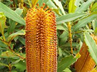 DSCF2716  B. paludosa var. paludosa photo taken at the  Banksia Farm, Mt Barker  on the 19/05/2014.