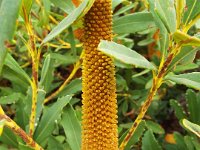 DSCF2717  B. paludosa var. paludosa photo taken at the  Banksia Farm, Mt Barker  on the 19/05/2014.