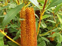 DSCF2718  B. paludosa var. paludosa photo taken at the  Banksia Farm, Mt Barker  on the 19/05/2014.