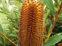 DSCF2719  B. paludosa var. paludosa photo taken at the  Banksia Farm, Mt Barker  on the 19/05/2014.