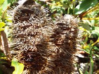 DSCF2720  B. paludosa var. paludosa photo taken at the  Banksia Farm, Mt Barker  on the 19/05/2014.