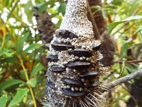 DSCF2721  B. paludosa var. paludosa photo taken at the  Banksia Farm, Mt Barker  on the 19/05/2014.