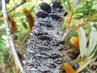 DSCF2722  B. paludosa var. paludosa photo taken at the  Banksia Farm, Mt Barker  on the 19/05/2014.