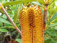 DSCF2723  B. paludosa var. paludosa photo taken at the  Banksia Farm, Mt Barker  on the 19/05/2014.