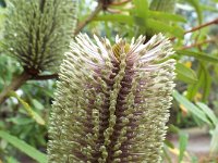 DSCF2454  B. plagiocarpa photo taken at the  Banksia Farm, Mt Barker  on the 19/05/2014.