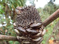 DSCF2455  B. plagiocarpa photo taken at the  Banksia Farm, Mt Barker  on the 19/05/2014.