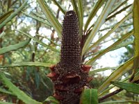 DSCF2607  B. plagiocarpa photo taken at the  Banksia Farm, Mt Barker  on the 19/05/2014.