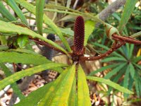 DSCF2608  B. plagiocarpa photo taken at the  Banksia Farm, Mt Barker  on the 19/05/2014.