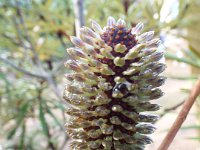 DSCF2609  B. plagiocarpa photo taken at the  Banksia Farm, Mt Barker  on the 19/05/2014.