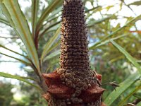 DSCF2610  B. plagiocarpa photo taken at the  Banksia Farm, Mt Barker  on the 19/05/2014.