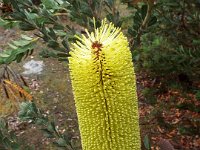 DSCF2407  B. praemorsa photo taken at the  Banksia Farm, Mt Barker  on the 19/05/2014.
