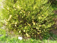 DSCF2659  B. pulchella photo taken at the  Banksia Farm, Mt Barker  on the 19/05/2014.