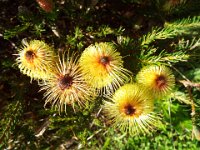 DSCF2661  B. pulchella photo taken at the  Banksia Farm, Mt Barker  on the 19/05/2014.