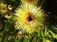 DSCF2662  B. pulchella photo taken at the  Banksia Farm, Mt Barker  on the 19/05/2014.