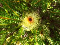 DSCF2663  B. pulchella photo taken at the  Banksia Farm, Mt Barker  on the 19/05/2014.