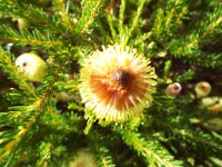DSCF2664  B. pulchella photo taken at the  Banksia Farm, Mt Barker  on the 19/05/2014.