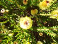 DSCF2665  B. pulchella photo taken at the  Banksia Farm, Mt Barker  on the 19/05/2014.