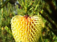 DSCF2666  B. pulchella photo taken at the  Banksia Farm, Mt Barker  on the 19/05/2014.