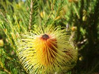 DSCF2667  B. pulchella photo taken at the  Banksia Farm, Mt Barker  on the 19/05/2014.