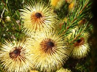 DSCF2668  B. pulchella photo taken at the  Banksia Farm, Mt Barker  on the 19/05/2014.
