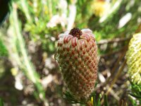 DSCF2669  B. pulchella photo taken at the  Banksia Farm, Mt Barker  on the 19/05/2014.
